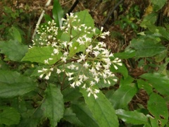 Brachyglottis myrianthos