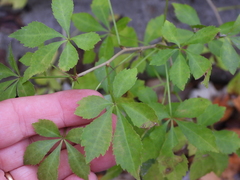 Eleutherococcus sieboldianus