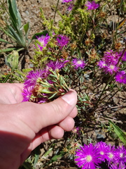 Lampranthus emarginatus