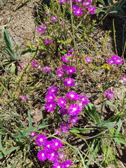 Lampranthus emarginatus