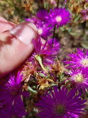 Lampranthus emarginatus