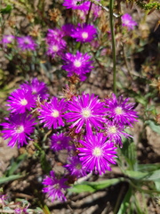 Lampranthus emarginatus