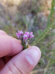Aspalathus cephalotes violacea