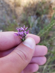 Aspalathus cephalotes violacea