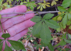 Eleutherococcus sieboldianus