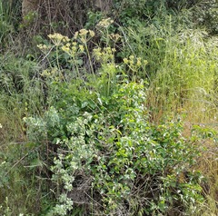 Lomatium multifidum