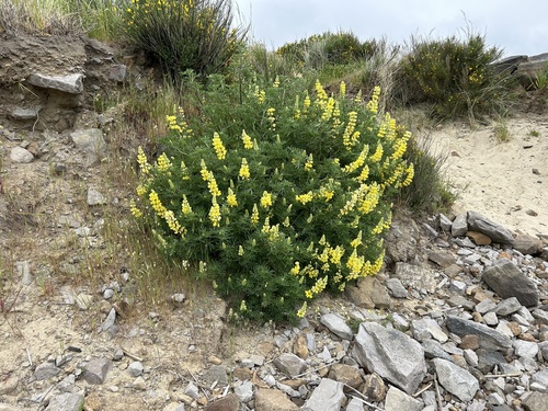 Blue Bush Lupine