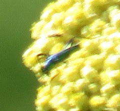 Hypocrites claviger claviger