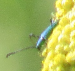 Hypocrites claviger claviger