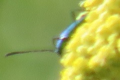 Hypocrites claviger claviger