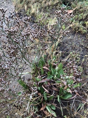 Limonium californicum