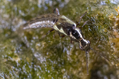 Quedius puncticeps