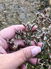 Limonium californicum