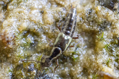 Quedius puncticeps