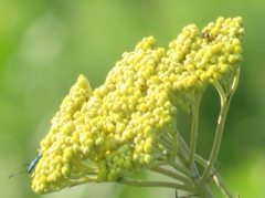 Hypocrites claviger claviger