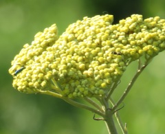 Hypocrites claviger claviger