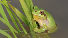 Hyla suweonensis
