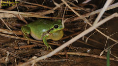 Hyla suweonensis