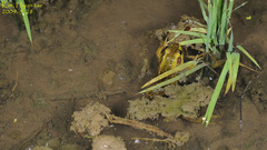 Pelophylax chosenicus