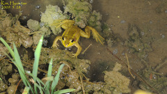Pelophylax chosenicus