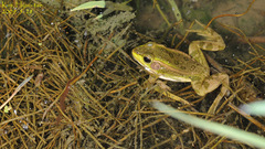 Pelophylax chosenicus