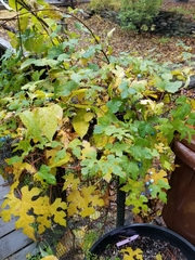 Ampelopsis glandulosa