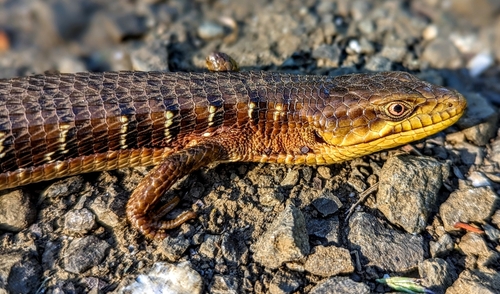 Observations by macrhybopsisN · iNaturalist