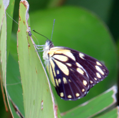 Belenois creona severina