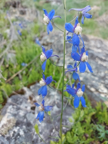 Image of Delphinium sutherlandii by (c) Ian Adams, some rights reserved (CC BY)