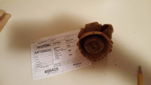 Geastrum triplex (Photo 2 of 5)