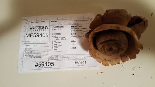 Geastrum triplex (Photo 4 of 5)