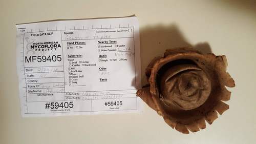 Geastrum triplex (Photo 5 of 5)