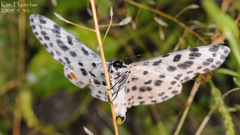 Antipercnia albinigrata