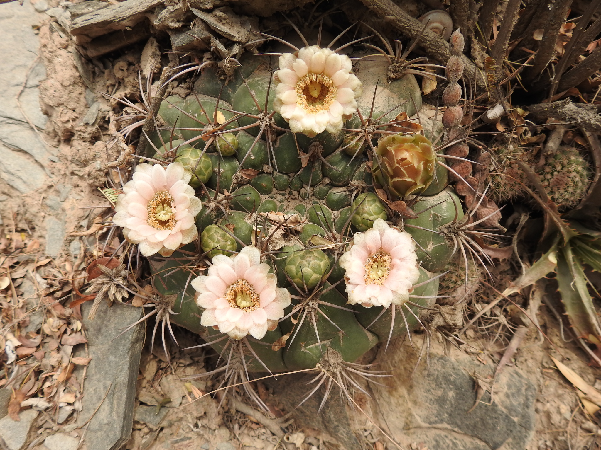Gymnocalycium saglionis