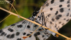 Antipercnia albinigrata