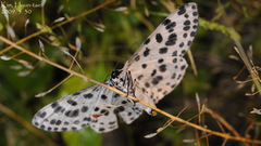 Antipercnia albinigrata