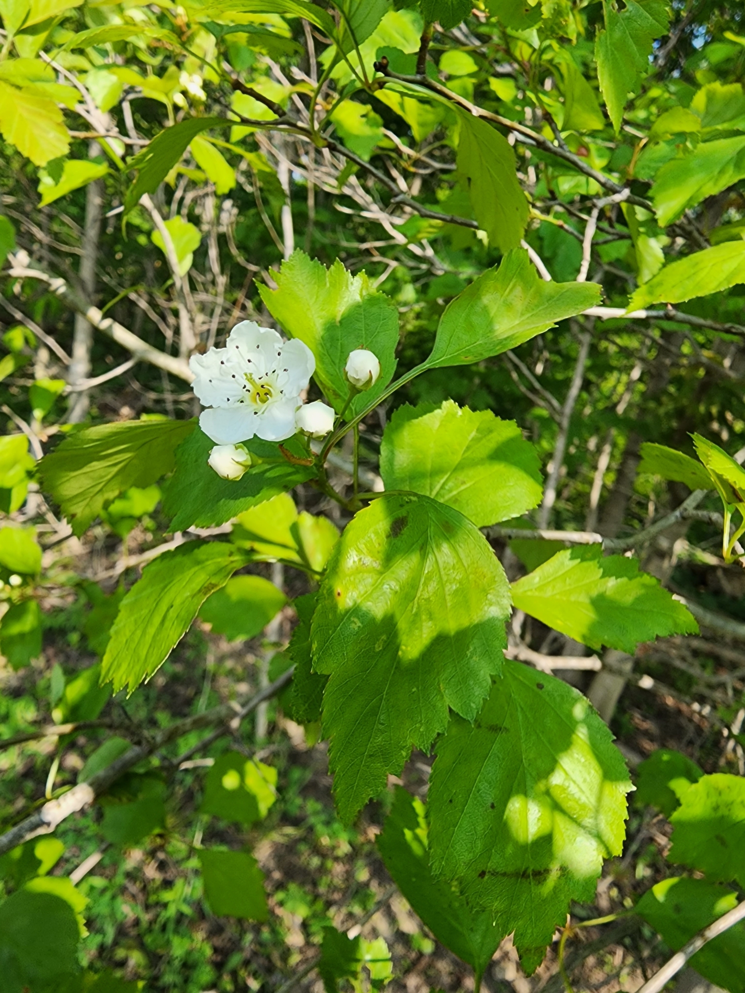 Crataegus compacta
