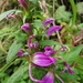 Lobelia davidii 2