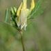Vicia lutea - Photo (c) Radio Tonreg, algunos derechos reservados (CC BY)