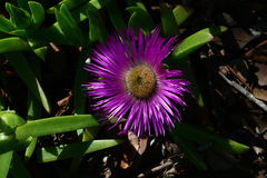 Carpobrotus dimidiatus
