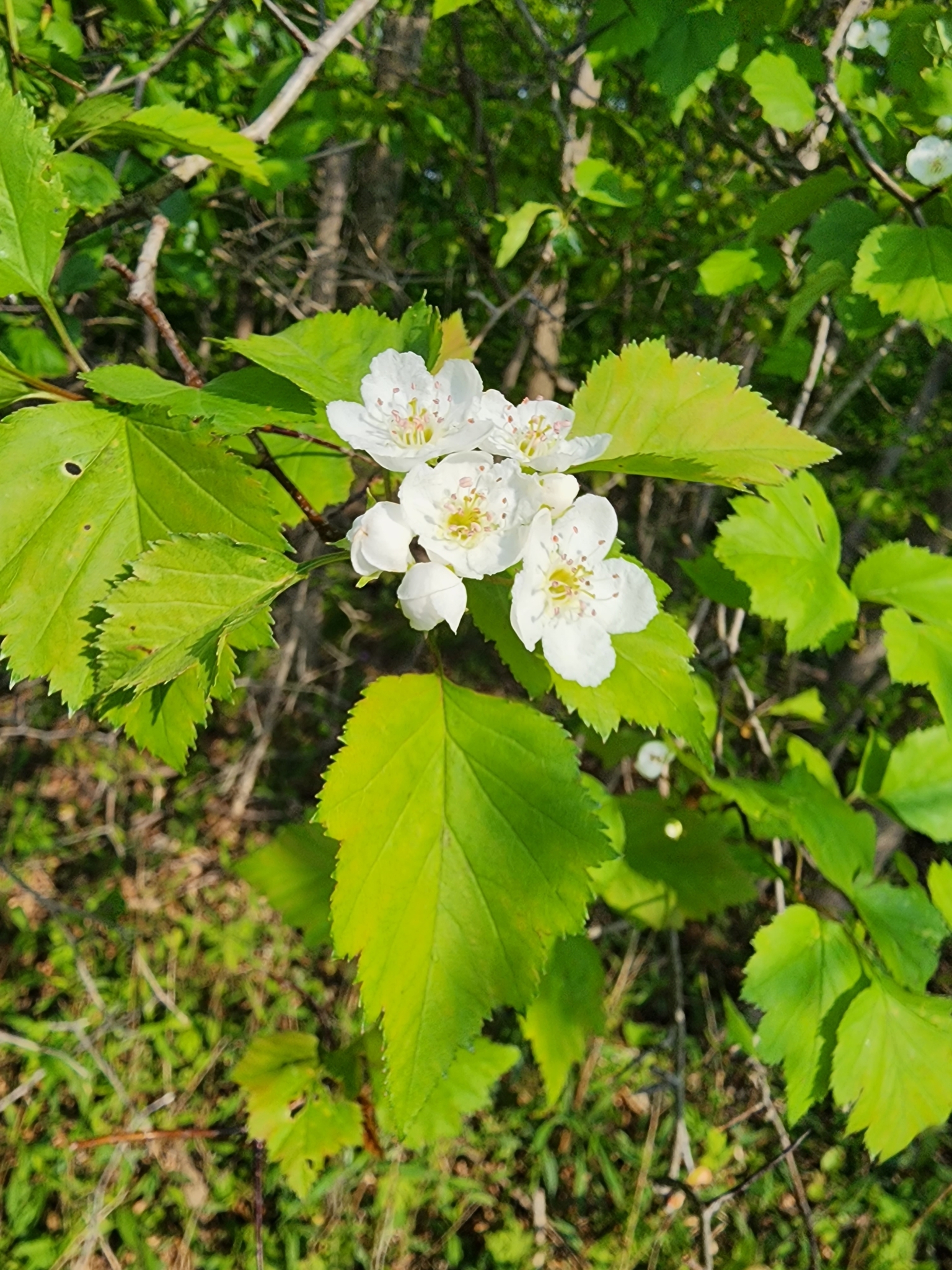 Crataegus pruinosa