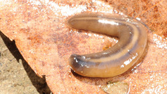 Australopacifica