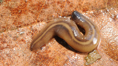 Australopacifica