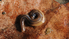 Australopacifica