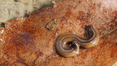 Australopacifica
