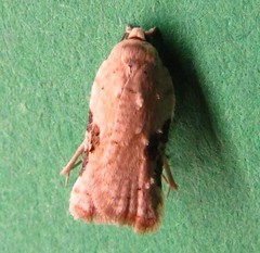 Acleris subnivana