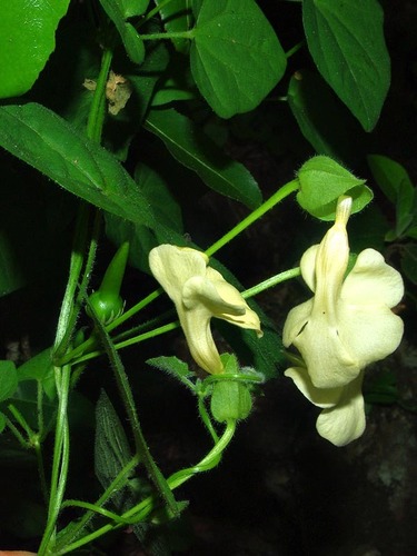 Thunbergia neglecta image