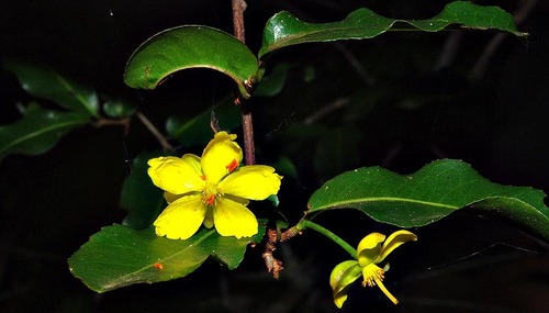 Ochna arborea var. arborea image