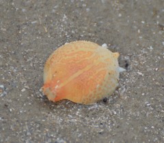 Persephona aquilonaris