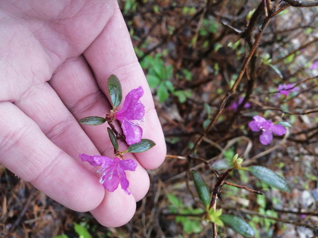 Rhododendron dauricum (Rhododendron dauricum)